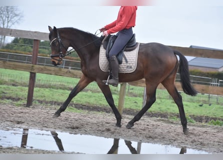 Sonstige Rassen, Stute, 3 Jahre, 155 cm, Brauner