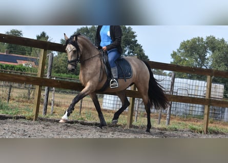 Sonstige Rassen, Stute, 3 Jahre, 158 cm, Buckskin
