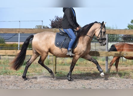 Sonstige Rassen, Stute, 3 Jahre, 158 cm, Buckskin
