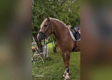 Sonstige Rassen, Stute, 3 Jahre, 162 cm, Dunkelfuchs