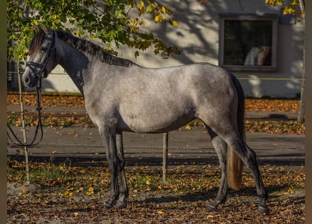 Sonstige Rassen, Stute, 4 Jahre, 148 cm, Schimmel