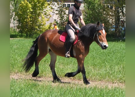 Sonstige Rassen Mix, Stute, 4 Jahre, 152 cm, Brauner
