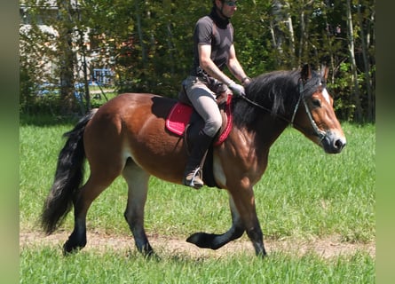 Sonstige Rassen, Stute, 4 Jahre, 152 cm, Hellbrauner