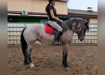 Sonstige Rassen, Stute, 4 Jahre, 155 cm, Braunfalbschimmel
