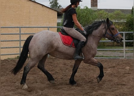 Sonstige Rassen, Stute, 4 Jahre, 155 cm, Braunfalbschimmel