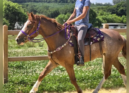 Sonstige Rassen, Stute, 4 Jahre, 155 cm, Fuchs