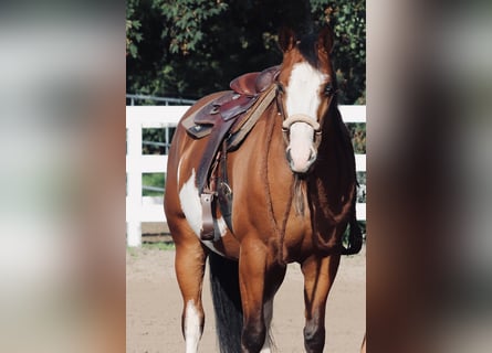Sonstige Rassen Mix, Stute, 4 Jahre, 156 cm, Overo-alle-Farben