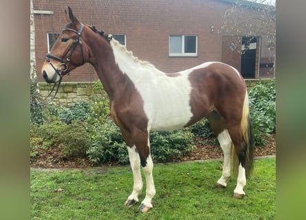 Sonstige Rassen, Stute, 4 Jahre, 156 cm, Schecke