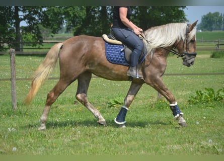 Sonstige Rassen, Stute, 4 Jahre, 157 cm, Palomino