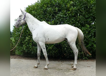 Sonstige Rassen, Stute, 4 Jahre, 158 cm