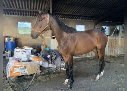 Sonstige Rassen, Stute, 4 Jahre, 160 cm, Brauner