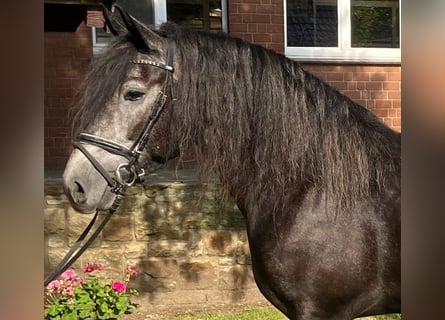 Sonstige Rassen, Stute, 4 Jahre, 160 cm, Rappschimmel