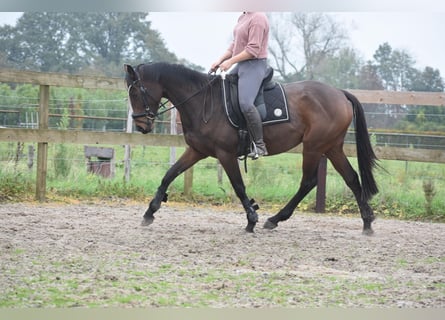 Sonstige Rassen, Stute, 4 Jahre, 162 cm, Dunkelbrauner