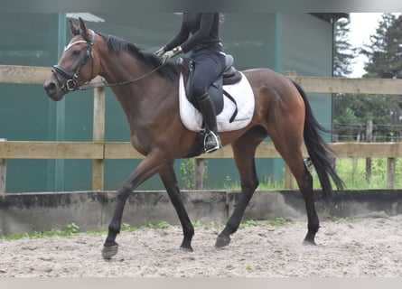 Sonstige Rassen, Stute, 4 Jahre, 163 cm, Dunkelbrauner