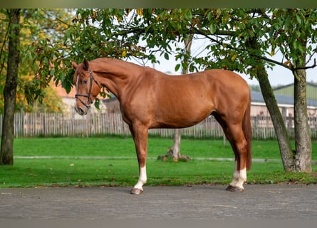 Sonstige Rassen, Stute, 4 Jahre, 165 cm, Fuchs