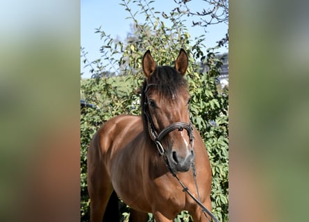 Sonstige Rassen Mix, Stute, 5 Jahre, 141 cm, Brauner