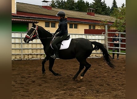 Sonstige Rassen Mix, Stute, 5 Jahre, 155 cm, Rappe