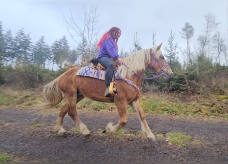 Sonstige Rassen, Stute, 5 Jahre, 156 cm, Fuchs