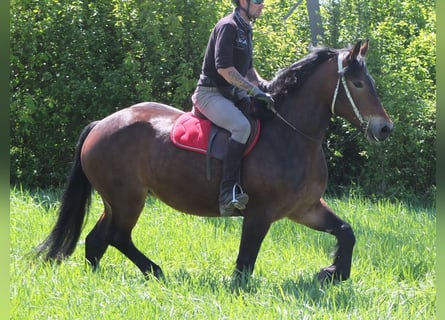 Sonstige Rassen, Stute, 5 Jahre, 158 cm, Brauner