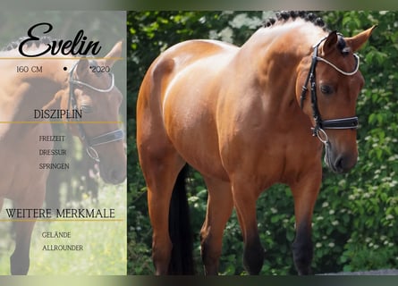 Sonstige Rassen, Stute, 5 Jahre, 160 cm, Brauner