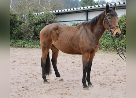 Sonstige Rassen, Stute, 5 Jahre, 167 cm, Brauner