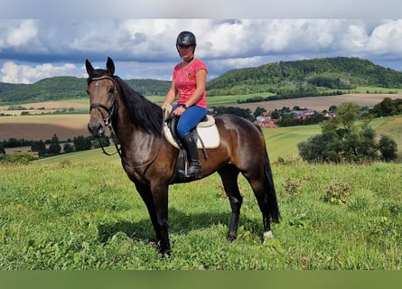 Sonstige Rassen Mix, Stute, 5 Jahre, 168 cm, Dunkelbrauner