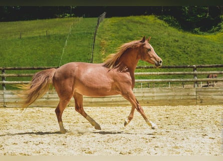 Sonstige Rassen, Stute, 6 Jahre, 147 cm, Fuchs