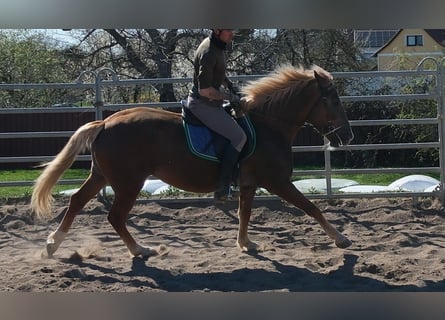 Sonstige Rassen, Stute, 6 Jahre, 153 cm, Fuchs