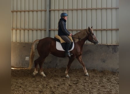 Sonstige Rassen, Stute, 6 Jahre, 154 cm, Fuchs