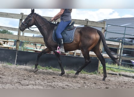 Sonstige Rassen, Stute, 6 Jahre, 155 cm, Dunkelbrauner