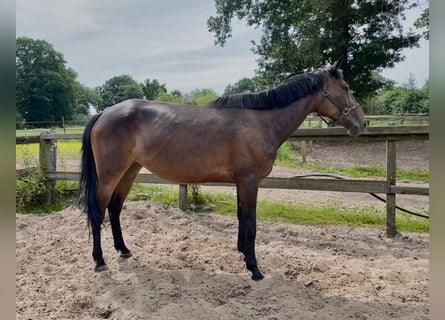 Sonstige Rassen, Stute, 6 Jahre, 165 cm, Brauner