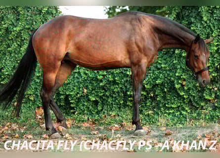 Sonstige Rassen, Stute, 6 Jahre, 165 cm, Rotbrauner