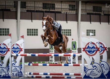 Sonstige Rassen, Stute, 6 Jahre, 168 cm, Dunkelfuchs