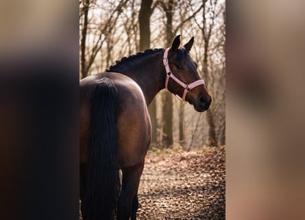 Sonstige Rassen, Stute, 7 Jahre, 146 cm, Brauner