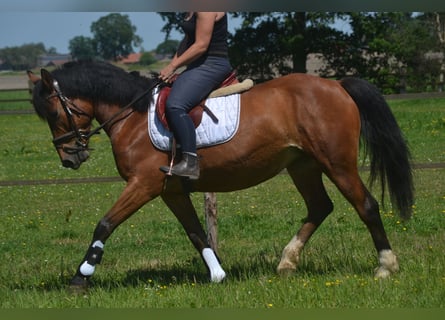 Sonstige Rassen, Stute, 7 Jahre, 147 cm, Brauner