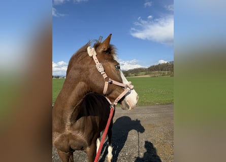 Sonstige Rassen Mix, Stute, 7 Jahre, 150 cm, Dunkelfuchs