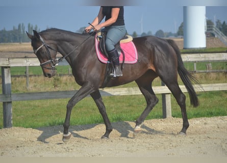 Sonstige Rassen, Stute, 7 Jahre, 167 cm, Schwarzbrauner
