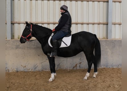 Sonstige Rassen, Stute, 8 Jahre, 148 cm, Rappe