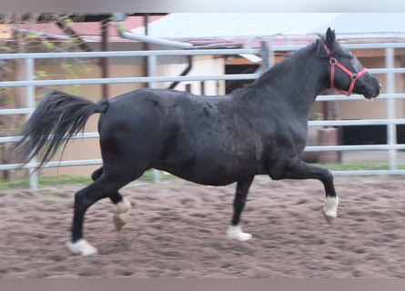 Sonstige Rassen, Stute, 8 Jahre, 148 cm, Rappe