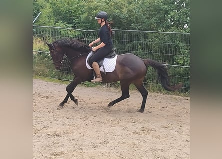 Sonstige Rassen, Stute, 8 Jahre, 152 cm, Brauner