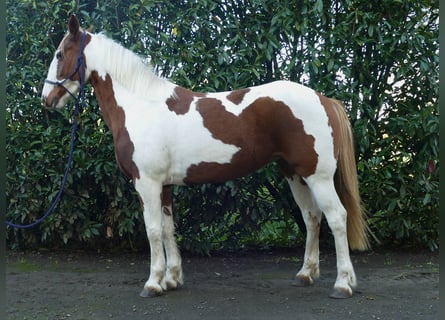 Sonstige Rassen, Stute, 8 Jahre, 152 cm, Schecke