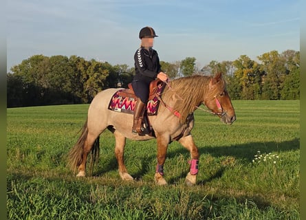 Sonstige Rassen Mix, Stute, 8 Jahre, 153 cm, Roan-Red