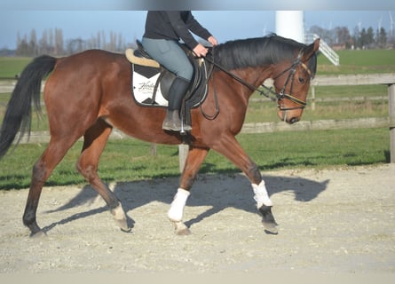 Sonstige Rassen, Stute, 8 Jahre, 165 cm, Brauner