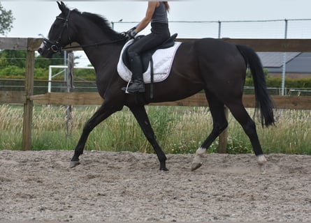 Sonstige Rassen, Stute, 8 Jahre, 165 cm, Rappe