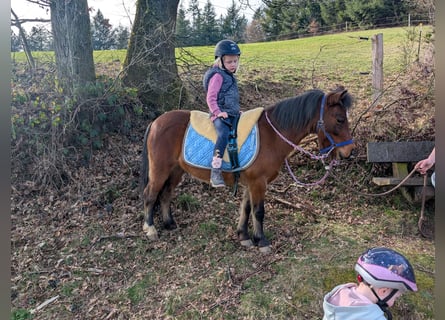 Sonstige Rassen, Stute, 9 Jahre, 116 cm, Brauner