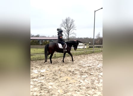 Sonstige Rassen Mix, Stute, 9 Jahre, 160 cm, Dunkelbrauner