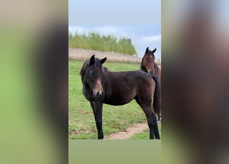 Sonstige Rassen, Stute, Fohlen (03/2025), 159 cm, Kann Schimmel werden