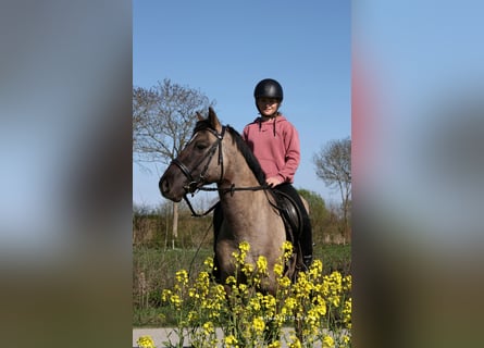 Sonstige Rassen Mix, Wallach, 10 Jahre, 138 cm