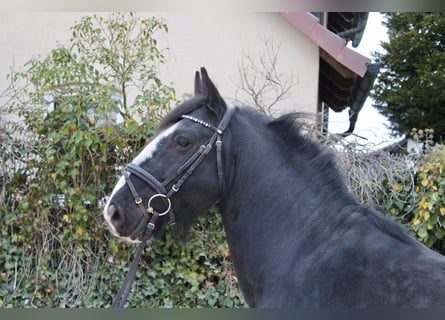 Sonstige Rassen, Wallach, 10 Jahre, 147 cm, Rappe