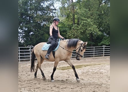 Sonstige Rassen, Wallach, 10 Jahre, 150 cm, Falbe